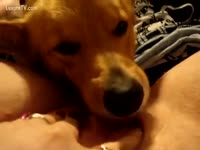 Beastiality XXX - Horny woman fiming her dog licking bawdy cleft